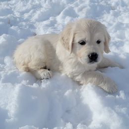 Golden Retriever Puppies from Triple D Ranch