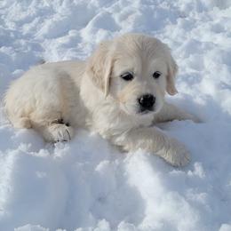 Golden Retriever Puppies from Triple D Ranch