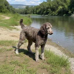 Sophia - Poodle