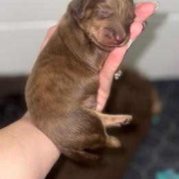 Nemo - Brindle male Dachshund puppy in Oklahoma City, Oklahoma from Barrett’s Doxie Farm