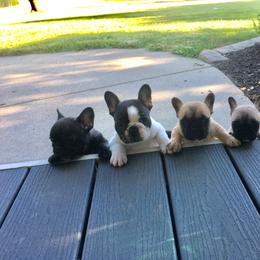 French Bulldog Puppies from Willow Farm