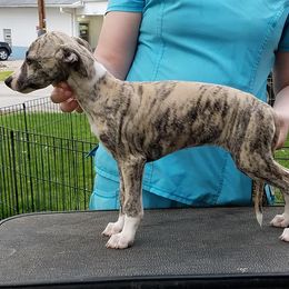 Greyhounds and Whippets from KJ'S Hounds