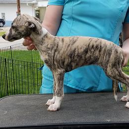 Greyhounds and Whippets from KJ'S Hounds