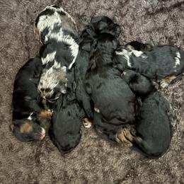 Lacey - Tri-color female Bernedoodle puppy in Carlotta, California from Lost Coast Bernese Mountain Dogs