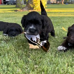 Portuguese Water Dog Puppies from Yellowstone Porties