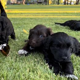 Portuguese Water Dog Puppies from Yellowstone Porties
