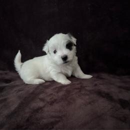 Bubbles - Black and white male Coton de Tulear puppy in Timber, Oregon from Sterling’s Sweet Cotons
