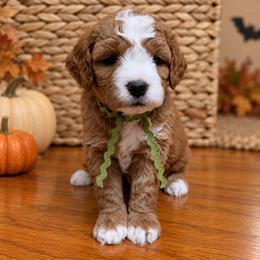 Ellie - Red  female Goldendoodle puppy in Hendersonville, Tennessee from Ben's Best Buddy Goldendoodles