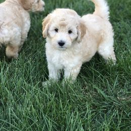 Goldendoodle Puppies from Stone Hearth Doodles