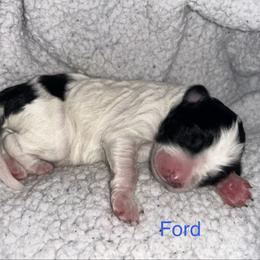 Ford - Black and white male Bernedoodle puppy in Ankeny, Iowa from Bernedoodlesbest