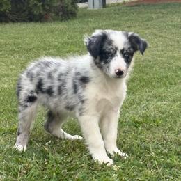 Jax- blue merle one blue eye - Blue merle male Border Collie puppy in Chattanooga, Tennessee from Ross Vegas Kennels