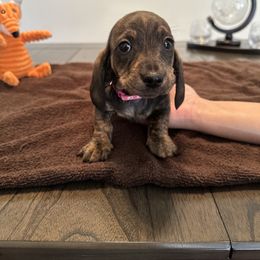 Dachshund Puppies from Lily’s Mini Dachshunds
