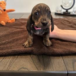 Dachshund Puppies from Lily’s Mini Dachshunds