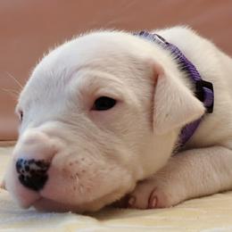 Girl 4 - female Dogo Argentino puppy in Morgan Hill, Pennsylvania from De la Fuerza De Dios