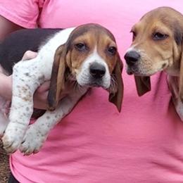 Beagles from Bryan's Beagles