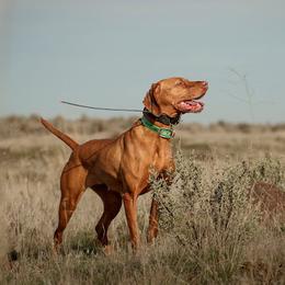 Lizzy - Vizsla