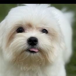 Casper - Morkie