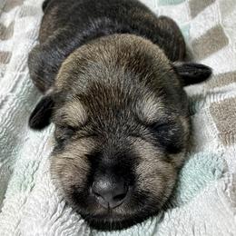 Dalton - Salt and pepper male Miniature Schnauzer puppy in Frankford, Delaware from Miniature Schnauzers of Delmarva
