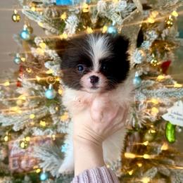 Vixen - Black parti female Pomeranian puppy in Stroud, Oklahoma from Laik’s Little Shihtz & Poms