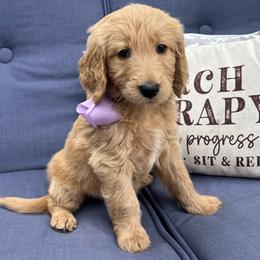 Lavender - Cream female Goldendoodle puppy in The Woodlands, Texas from Gracie's Goldendoodles and Bernedoodles