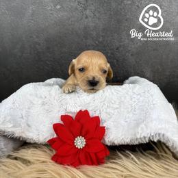 Mary - Cream female Goldendoodle puppy in Utah County, Utah from Big Hearted Breeders