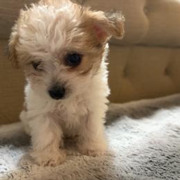 Winnie - White and tan female Morkie puppy in Spanaway, Washington from Sabrina's Morkie Poo’s