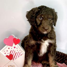 Everest - Chocolate female Assorted Doodle Crosses puppy in Waco, Georgia from Huff Family Doxies & Doodles