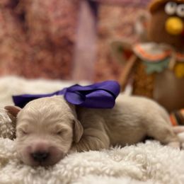 Blitzen - Cream male Goldendoodle puppy in The Woodlands, Texas from Gracie's Goldendoodles and Bernedoodles