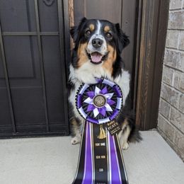 Miniature American Shepherds from Shasta MAS