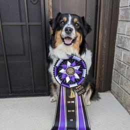 Miniature American Shepherds from Shasta MAS