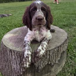 Liver and white roan 2 - Liver white and roan female English Springer Spaniel puppy in Defuniak Springs, Florida from Anastasia Knight's Cocker Spaniels