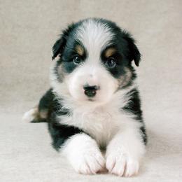 Forge - Black tri-color male Australian Shepherd puppy in Aberdeen, North Carolina from Huckleberry Hill Aussies LLC.
