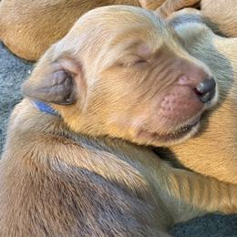 Blue Boy - Dark golden male Golden Retriever puppy in Ephrata, Pennsylvania from Goldens Retreat