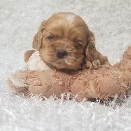 Gabrielle Jr (GABS) - Red female Cocker Spaniel puppy in Byram, Mississippi from Chloe's Cocker Spaniels