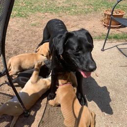 Labrador Retriever Puppies from Greenwing Kennel