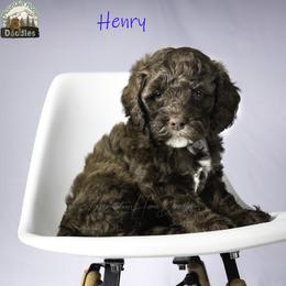Henry - Chocolate male Australian Labradoodle puppy in Cashmere, Washington from Mountain Home Doodles