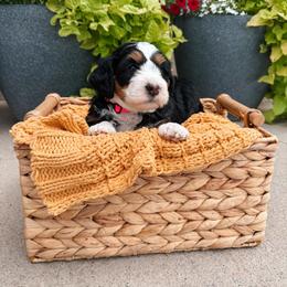 Scout - Tri-color female Bernedoodle puppy in Weston, Idaho from Berne n Doodles