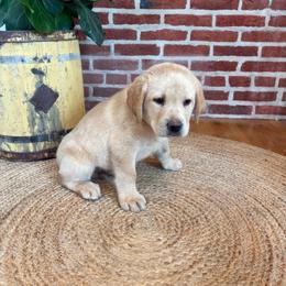 Peanut - Yellow male Labrador Retriever puppy in Archer Lodge, North Carolina from Archer Lodge Labradors