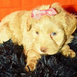 Girl 2. - Wheaten female Miniature Schnauzer puppy in Texas from Blue Rose's Schnauzers