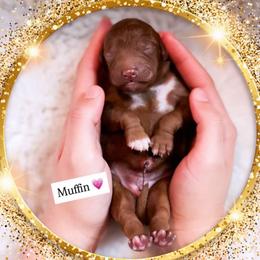 Muffin - Red  female Goldendoodle puppy in Kissimmee, Florida from Poodle Doodle Kennels