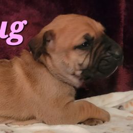 Perro de Presa Canarios from Alexander Perro de Presa Canario