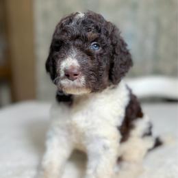 Norman - Brown and white male Bernedoodle puppy in Osage City, Kansas from Golden Ridge Goldens