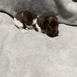 Chocolate and tan piebald - Chocolate and tan male Dachshund puppy in Mount Vernon, Ohio from Double A Dachshunds