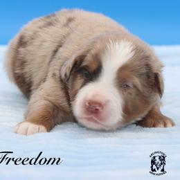 Freedom - Red merle male Miniature Australian Shepherd puppy in Weeki Wachee, Florida from Arlington's Mini Aussies