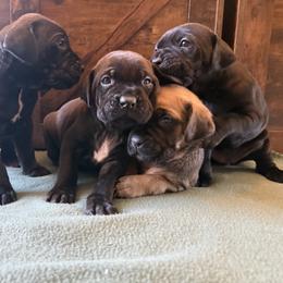 Cane Corso Puppies from Cowan Farms
