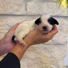Holly - Black and white female Bernedoodle puppy in Yuba City, California from Ranch House Doodles