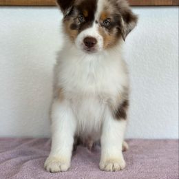 Red Merle boy 2 - Red merle male Australian Shepherd puppy in Terrebonne, Oregon from Storybrooke Australian Shepherds