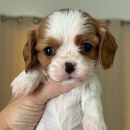 Girl 2 - Blenheim female Cavalier King Charles Spaniel puppy in Spring Hill, Florida from Stardom Chihuahuas & CKCS