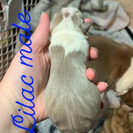 Boston Terrier Puppies from Heather's Boston Babies