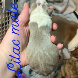 Boston Terrier Puppies from Heather's Boston Babies